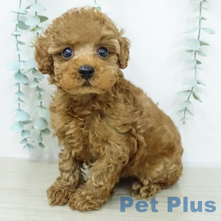 トイ・プードルの写真2