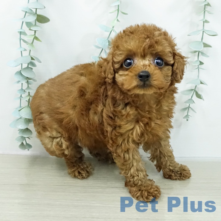 トイ・プードルの写真2