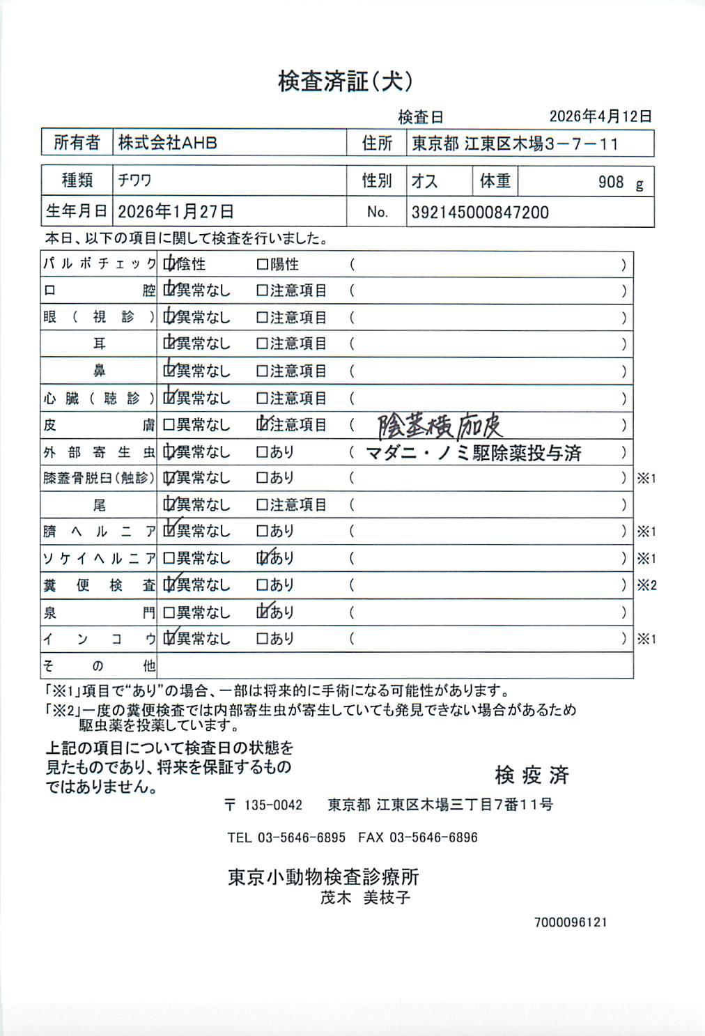 チワワ