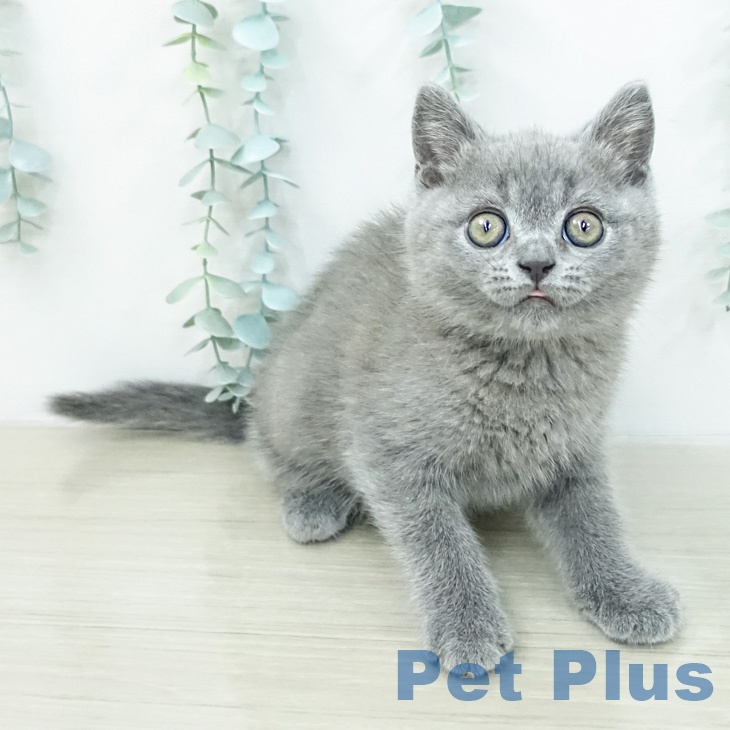 ブリティッシュショートヘアの写真2