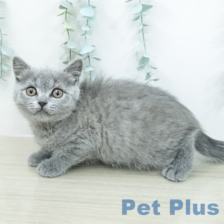 ブリティッシュショートヘアの写真2