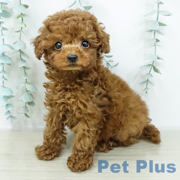 トイ・プードルの写真1