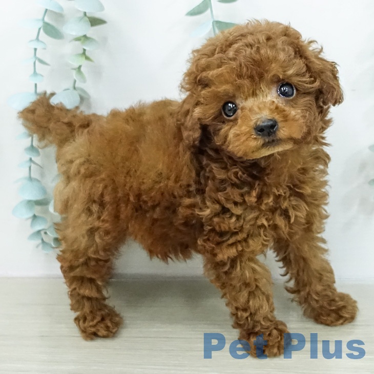 トイ・プードルの写真2