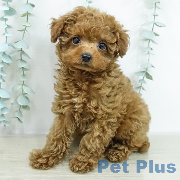 トイ・プードル