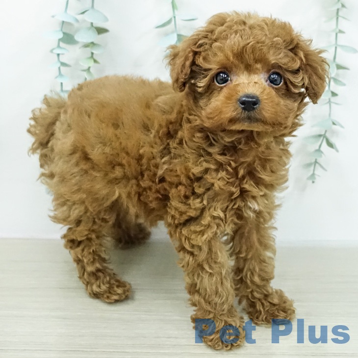 トイ・プードルの写真2