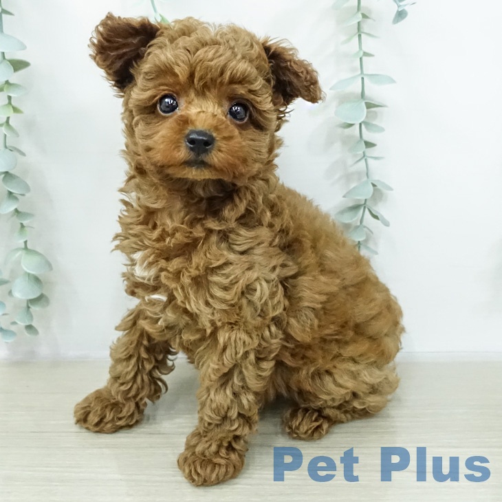 トイ・プードル