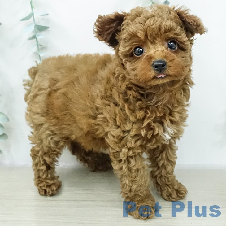 トイ・プードルの写真2