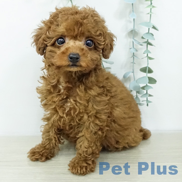 トイ・プードルの写真2