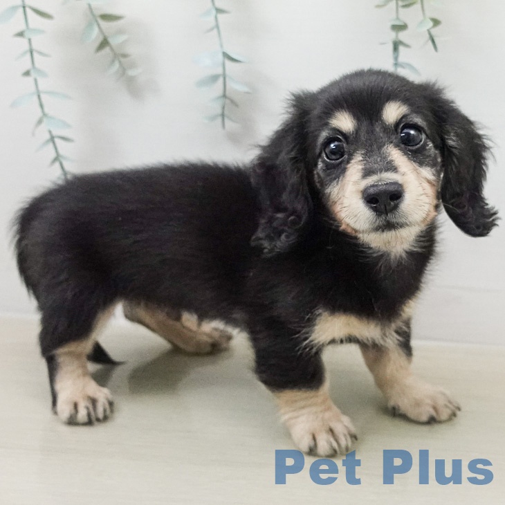 ミニチュア・ダックスフンド