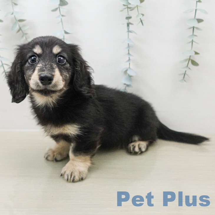 ミニチュア・ダックスフンド