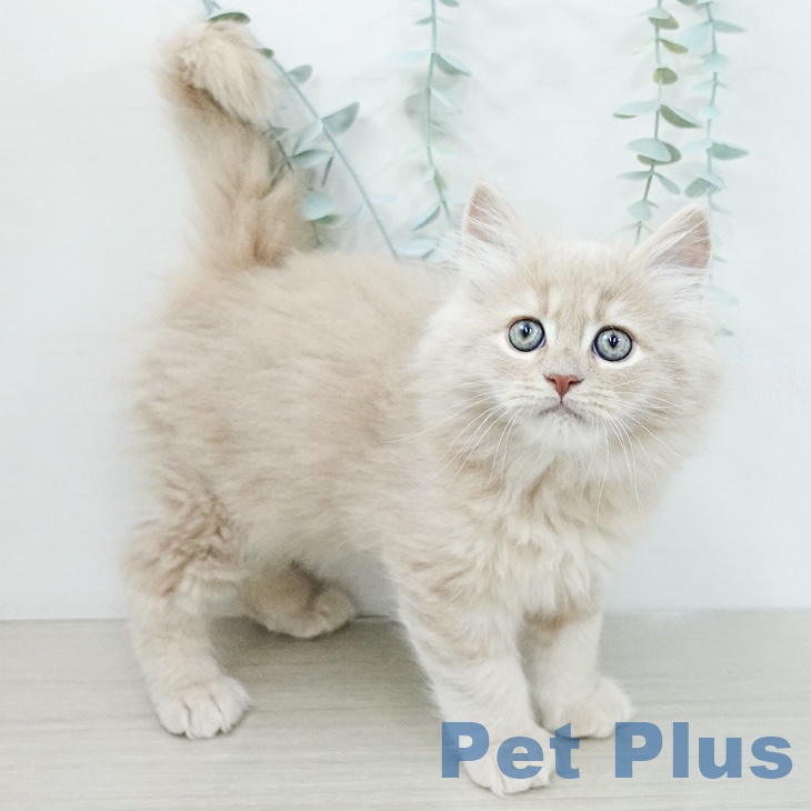 サイベリアンの写真2