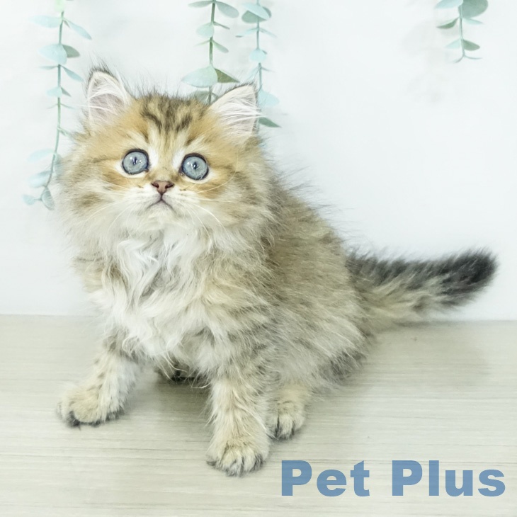 ペルシャの写真2