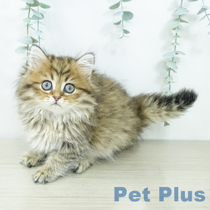 ペルシャの写真2