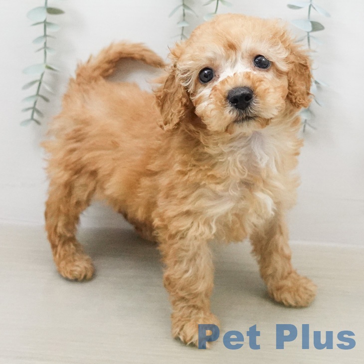 トイ・プードル