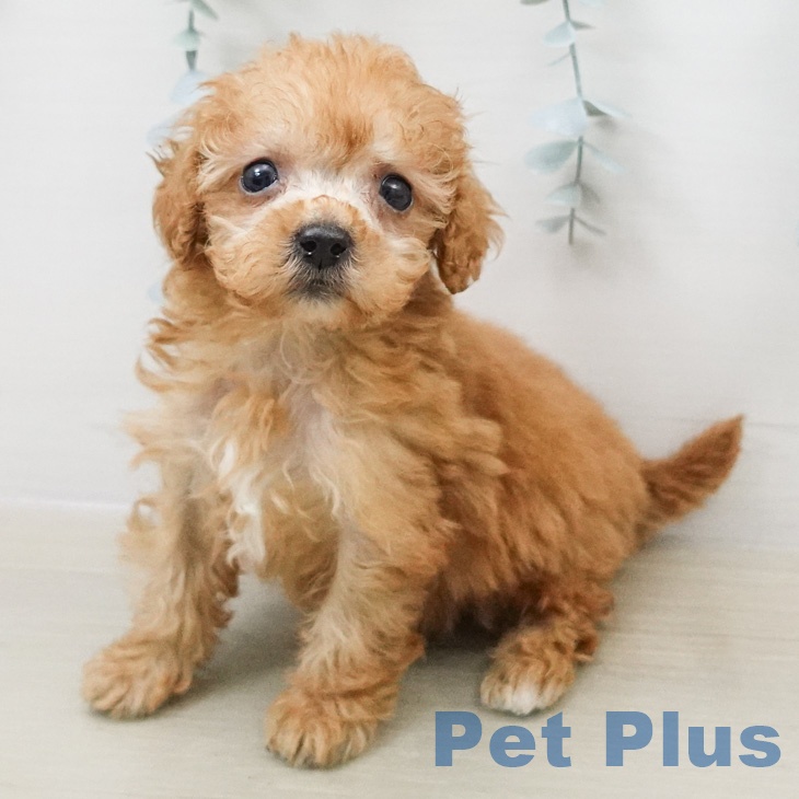 トイ・プードル