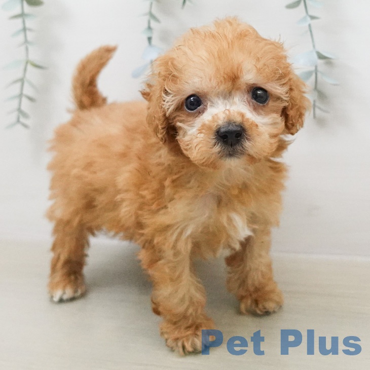 トイ・プードルの写真2