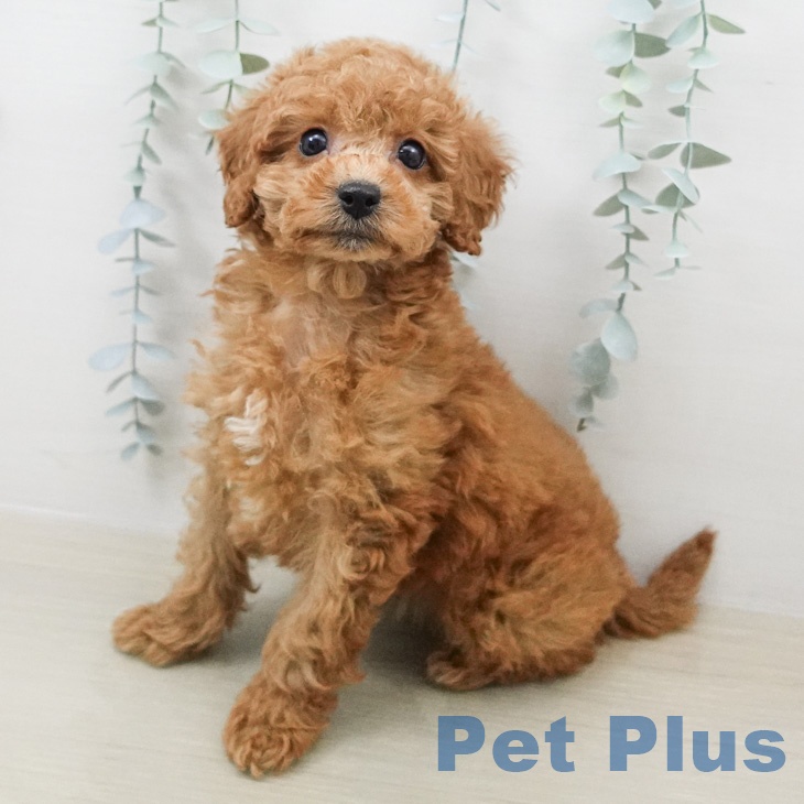 トイ・プードル