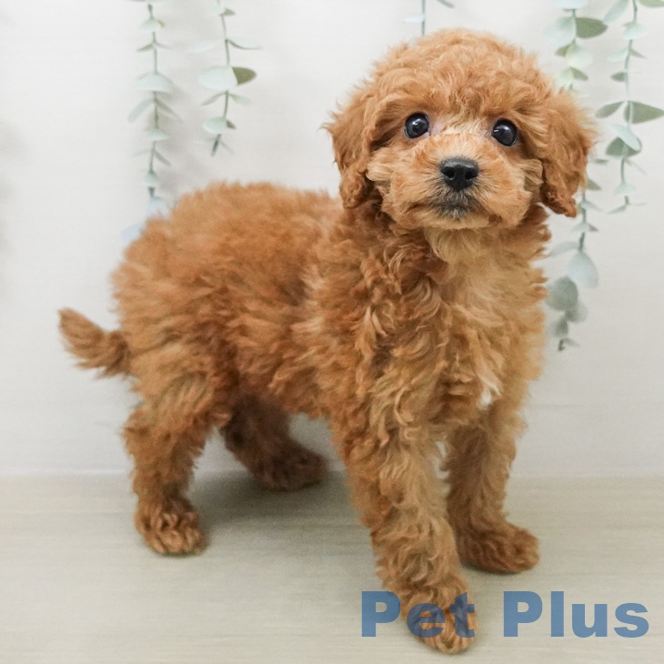 トイ・プードルの写真2