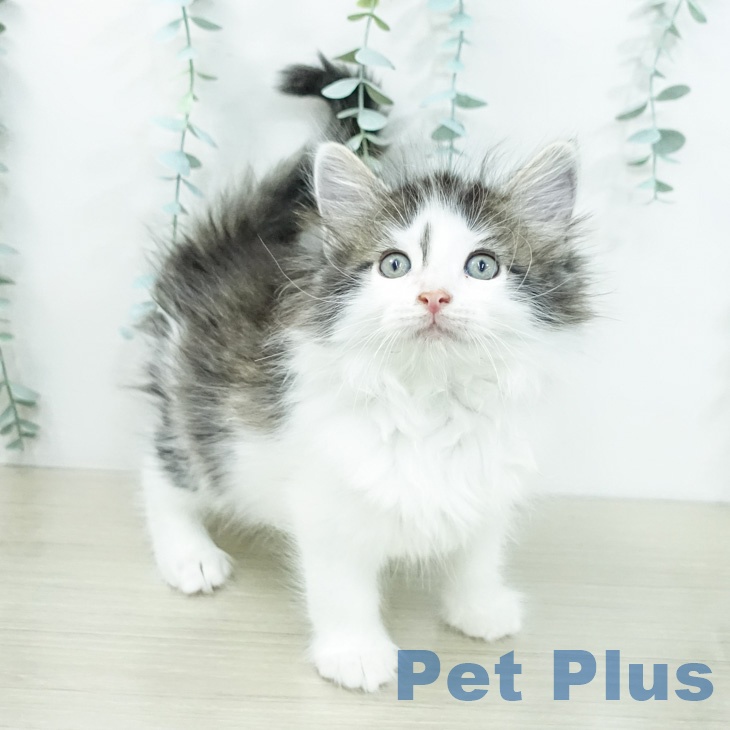 ノルウェージャンフォレストキャットの写真2