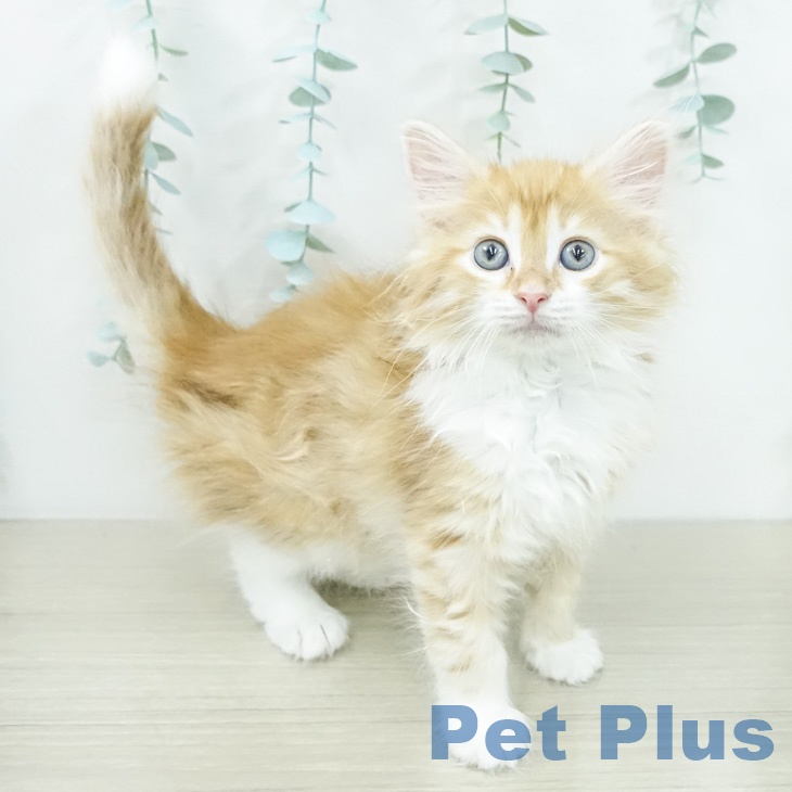 ノルウェージャンフォレストキャットの写真2