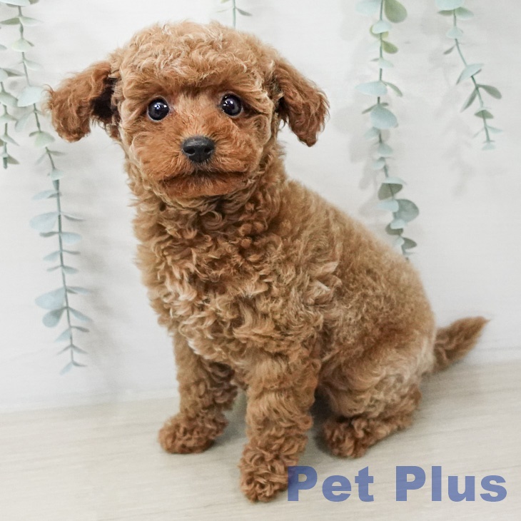 トイ・プードル