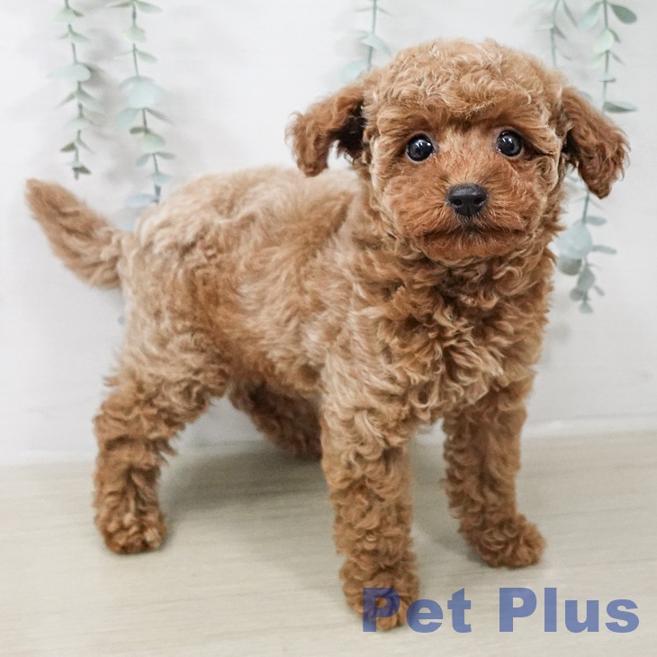 トイ・プードルの写真2