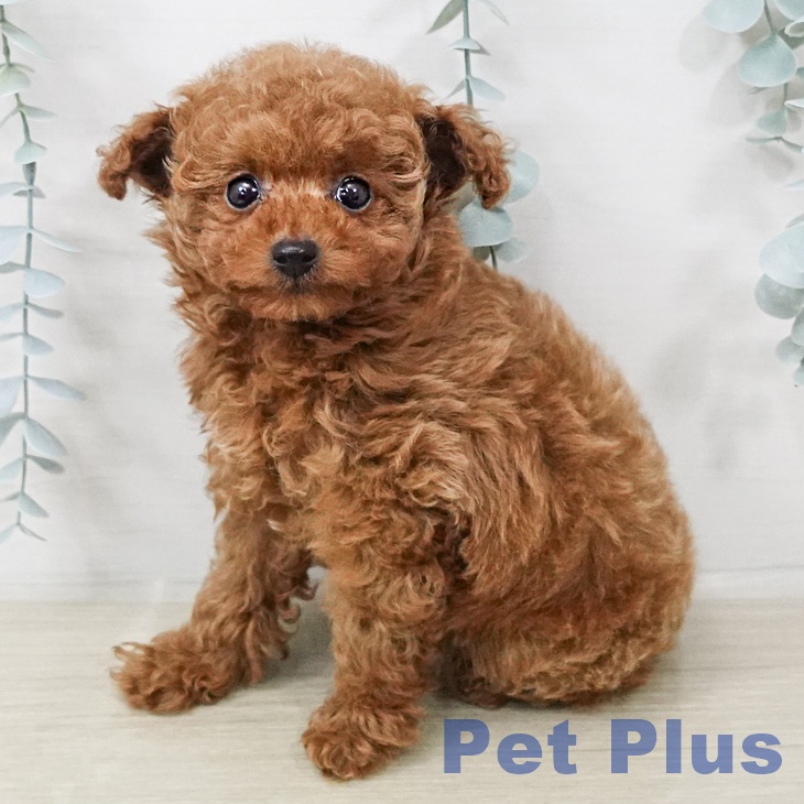 トイ・プードル