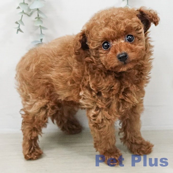 トイ・プードルの写真2