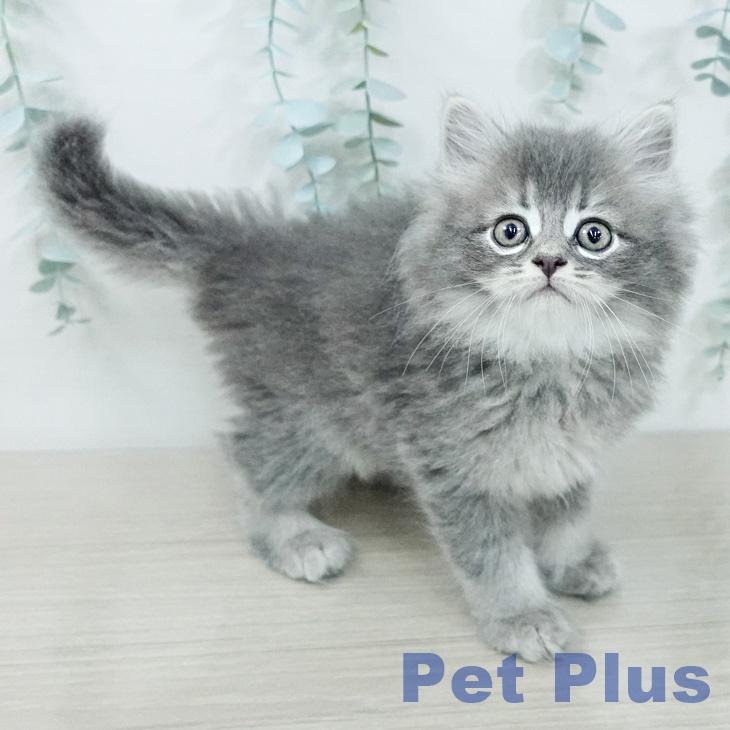 サイベリアンの写真2