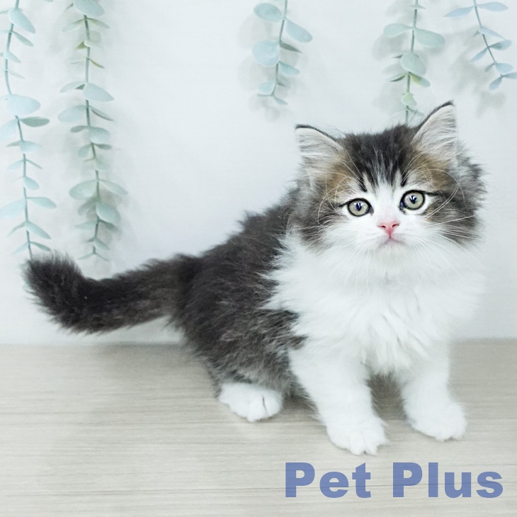 サイベリアンの写真2