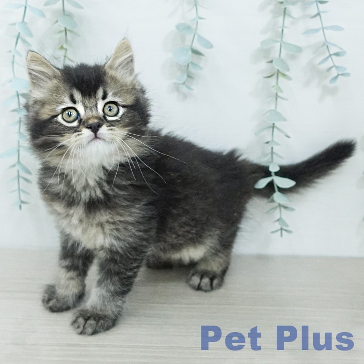 サイベリアンの写真2