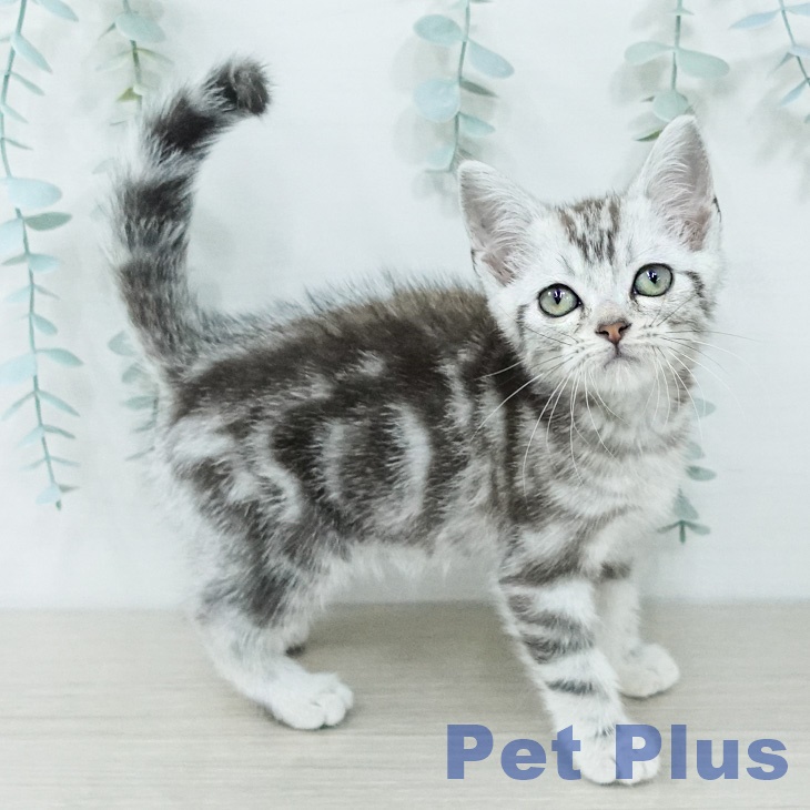 アメリカンショートヘア