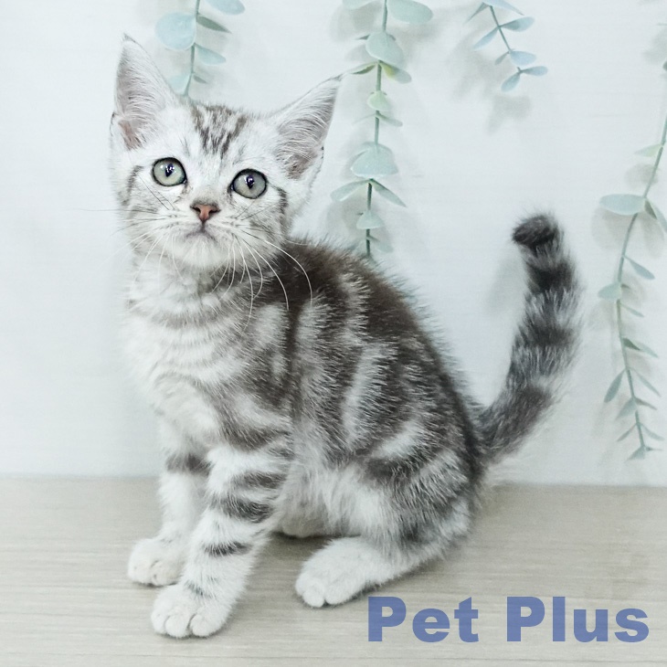 アメリカンショートヘアの写真2