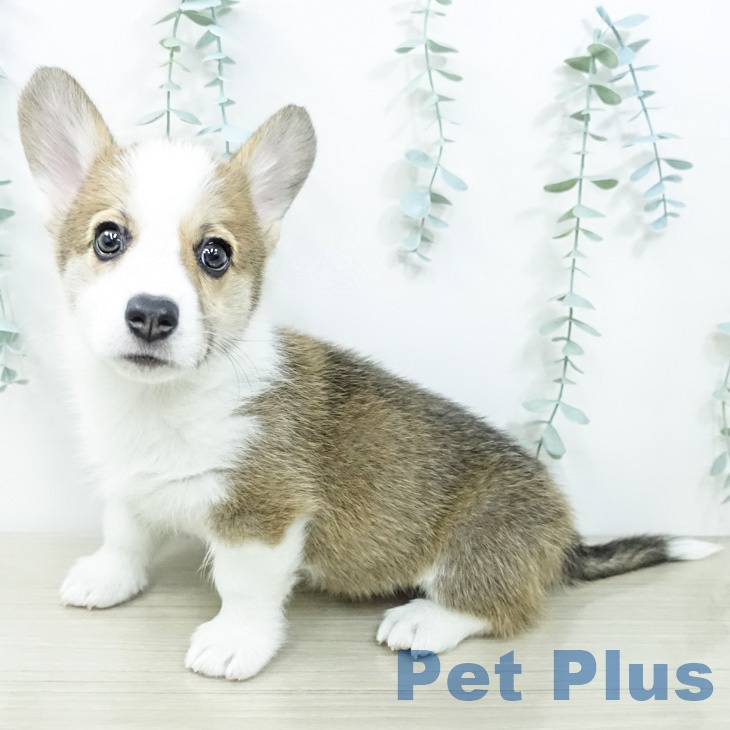 ウェルシュ・コーギー・ペンブローク