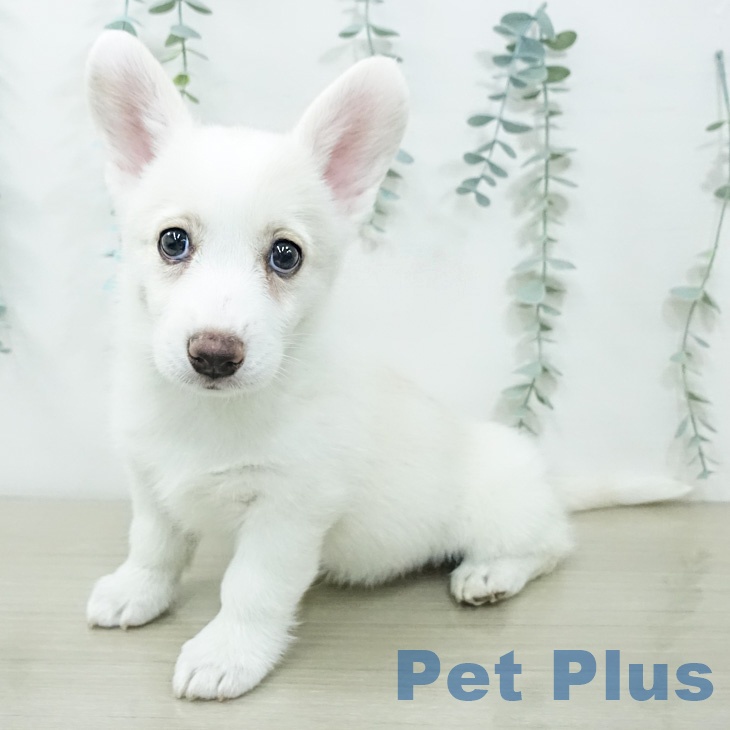 ウェルシュ・コーギー・ペンブロークの写真2