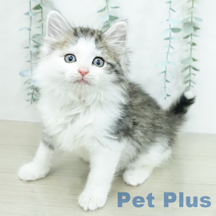 ノルウェージャンフォレストキャットの写真2