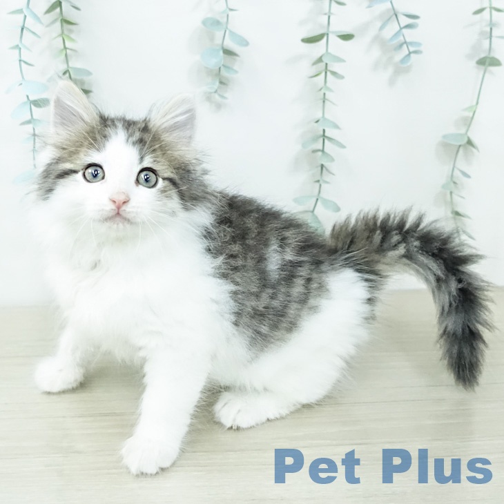 ノルウェージャンフォレストキャット