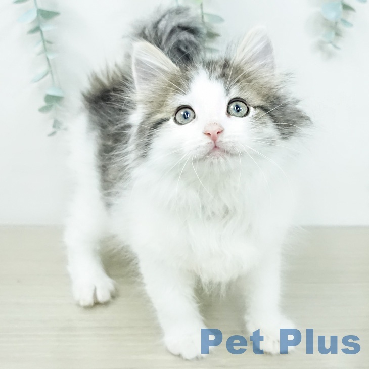 ノルウェージャンフォレストキャットの写真2