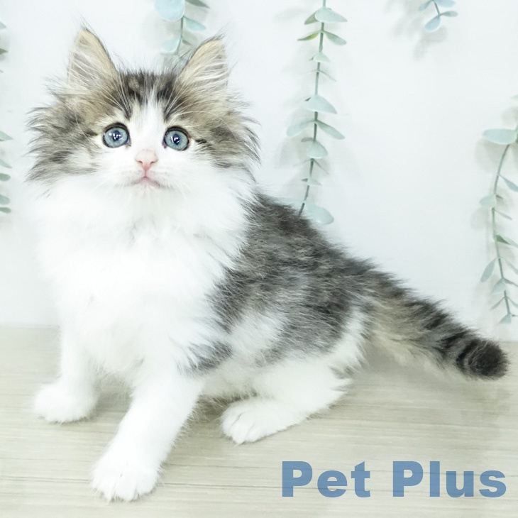 ノルウェージャンフォレストキャット