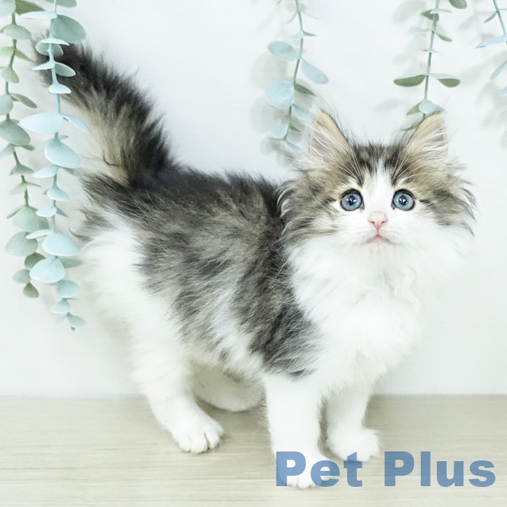 ノルウェージャンフォレストキャットの写真2