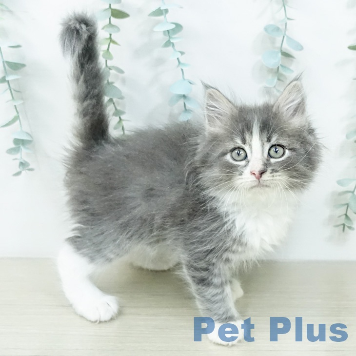 ノルウェージャンフォレストキャットの写真2