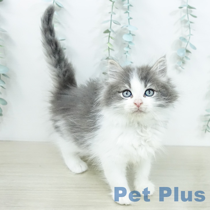 ノルウェージャンフォレストキャット