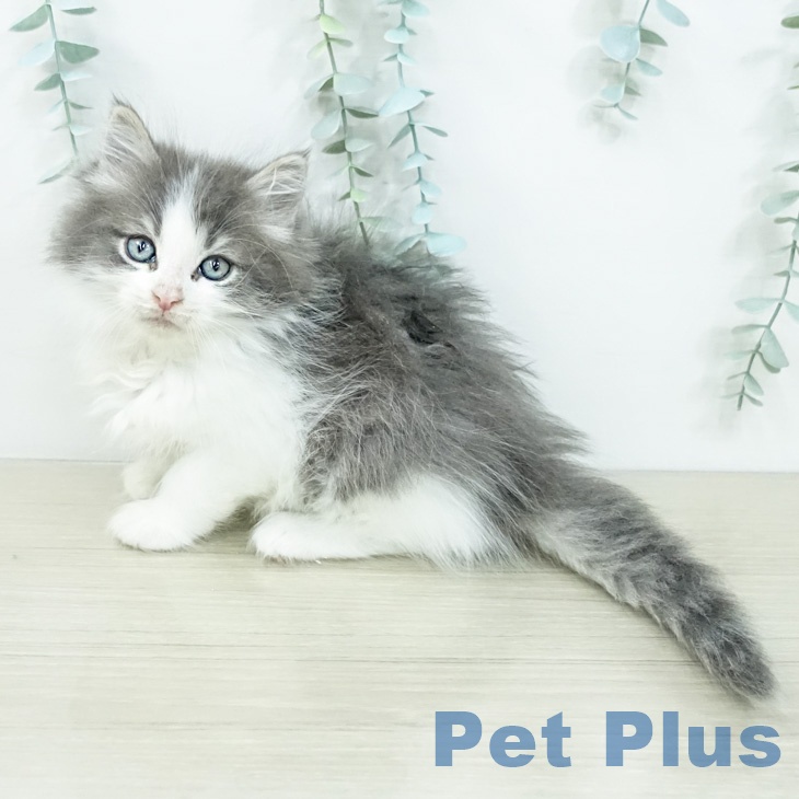 ノルウェージャンフォレストキャットの写真2