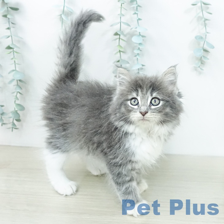 ノルウェージャンフォレストキャット