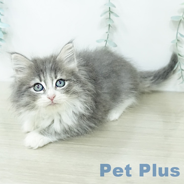 ノルウェージャンフォレストキャットの写真2