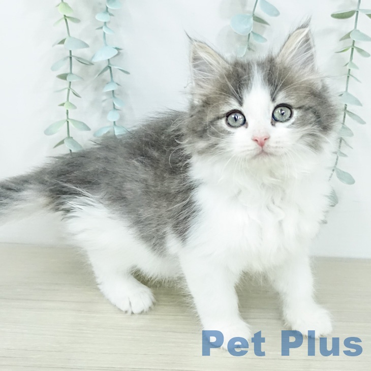 ノルウェージャンフォレストキャットの写真2