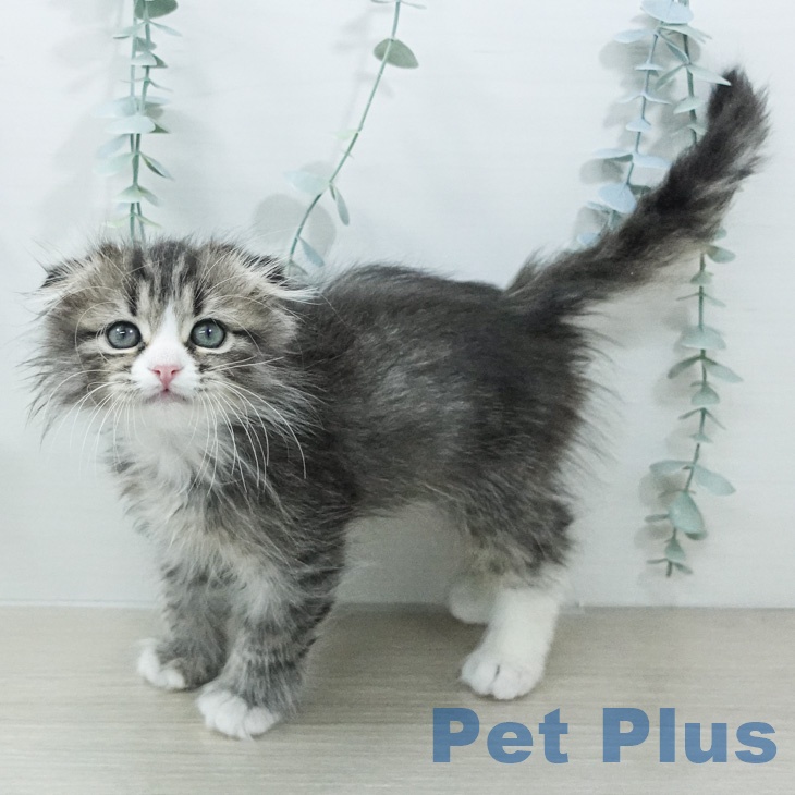 スコティッシュフォールド