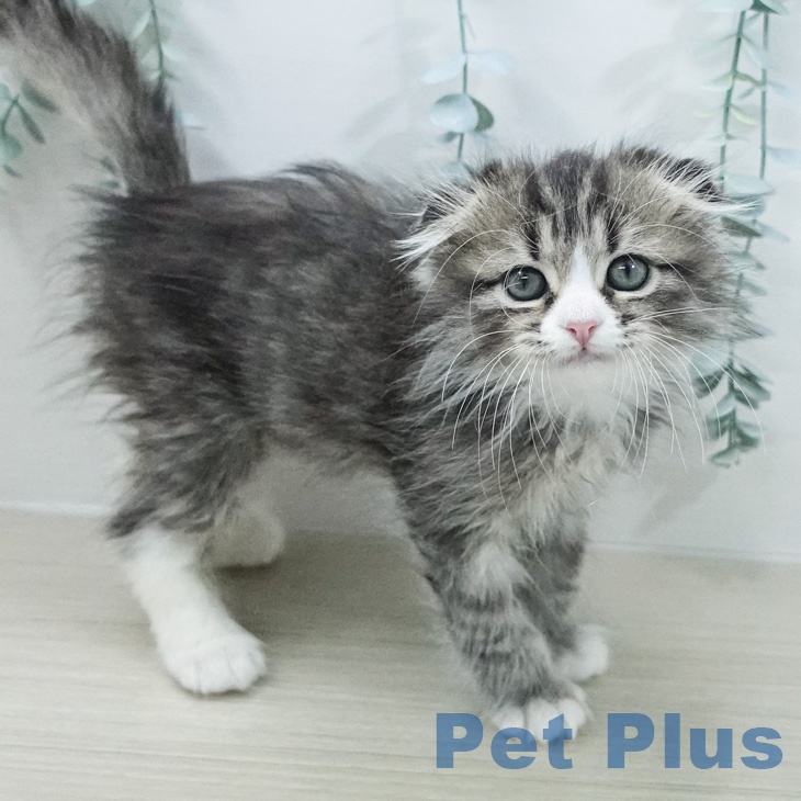 スコティッシュフォールドの写真2