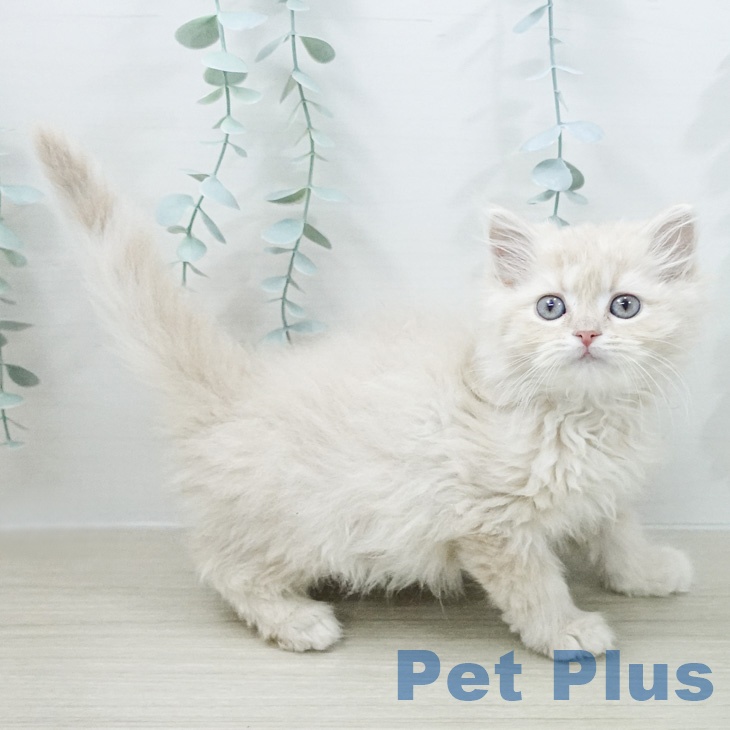 ラガマフィンの写真2