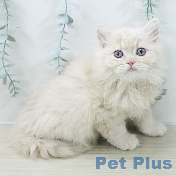 ラガマフィンの写真2